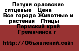 Петухи орловские ситцевые › Цена ­ 1 000 - Все города Животные и растения » Птицы   . Пермский край,Гремячинск г.